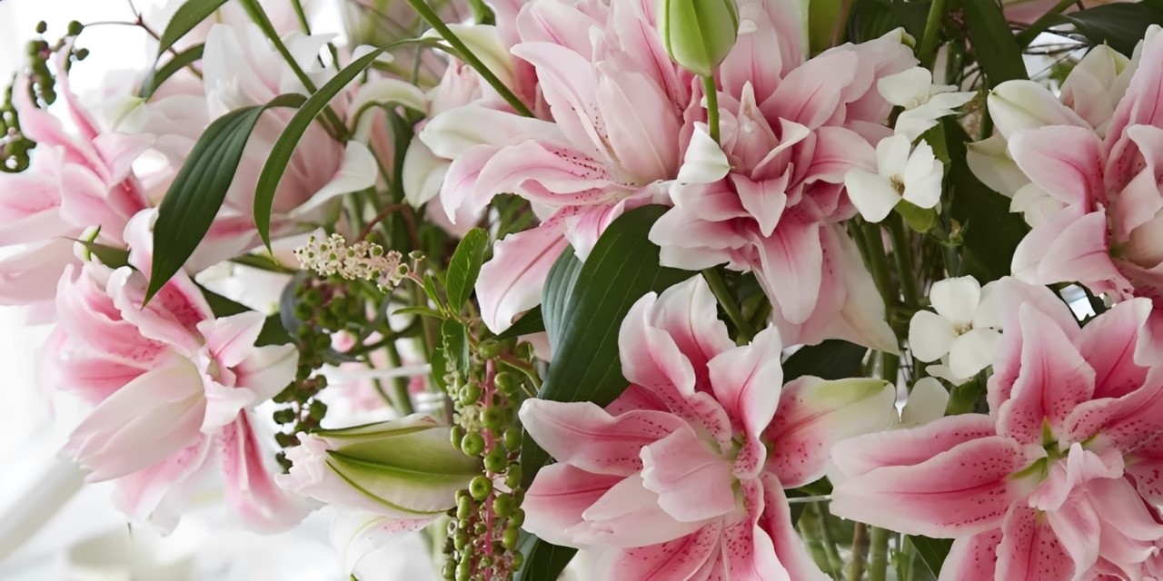 Double Check Lily – Meet the Growers