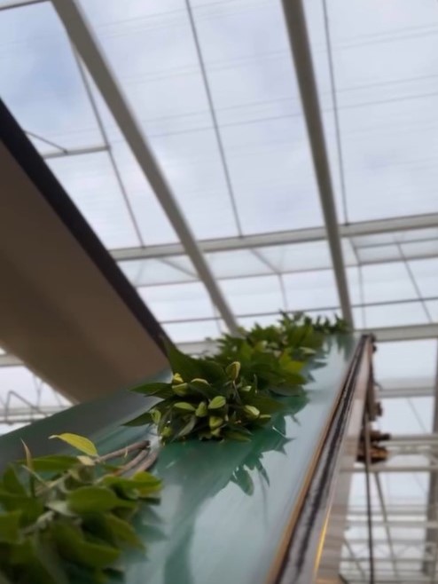 Double check lily - sorting 1 - meet the grower