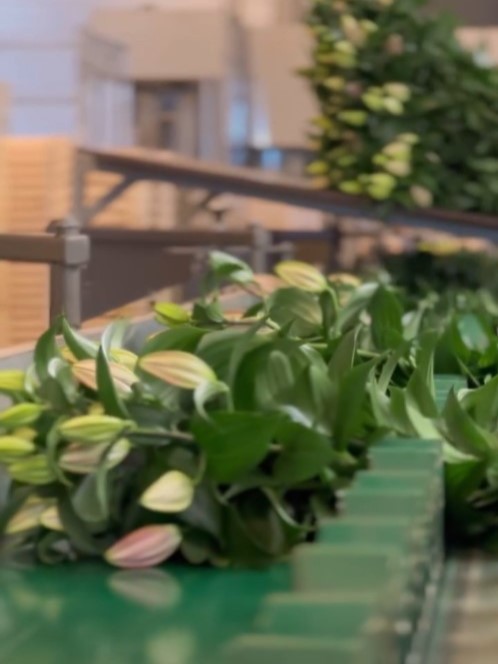 Double check lily - sorting 2 - meet the grower