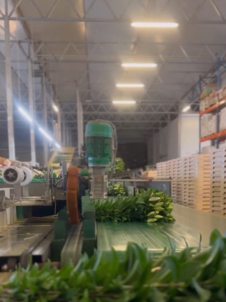 Double check lily - sorting 3 - meet the grower