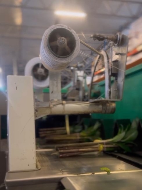 Double check lily - sorting 4 - meet the grower