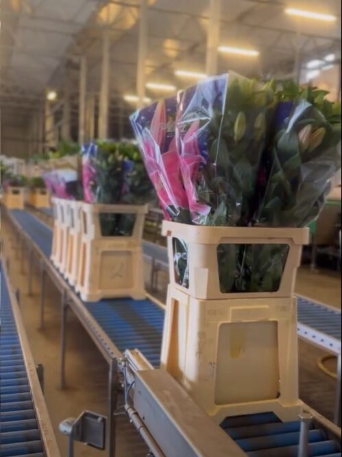 Double check lily - sorting 5 - meet the grower