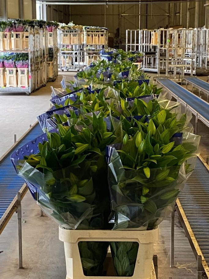 Double check lily - sorting 6 - meet the grower