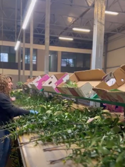 Double check lily - sorting - meet the grower