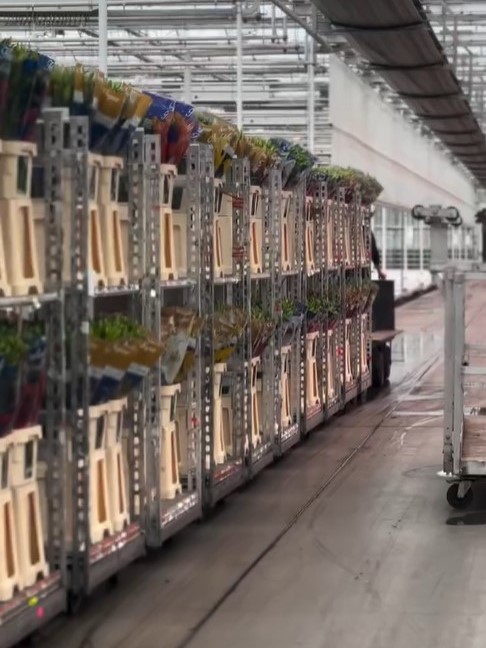 Double check lily - trollies - meet the grower