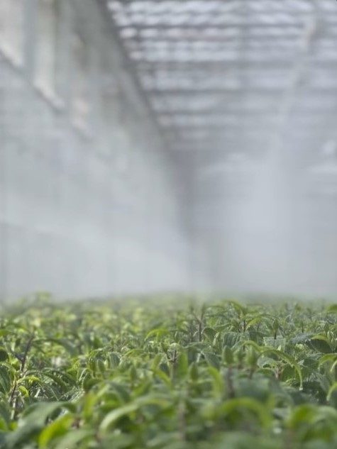 Double check lily - watering - meet the grower