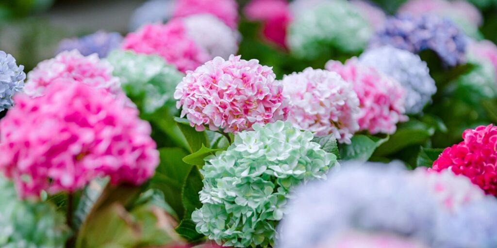 Image of mixed colour hydrangea for Westflor article sharing Increase in delivery charges