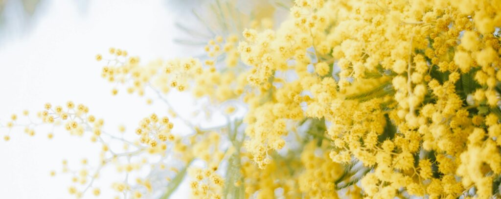 nternational Womens Day 2026 - A Florists Persepctive