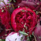 5 top cut flower for May 2026