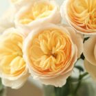 Ascension Day Buying times - Florist Info