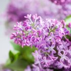Important Changes to Flowers Holland Buying - Westflor Flower Wholesale