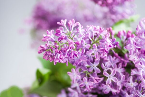 Important Changes to Flowers Holland Buying - Westflor Flower Wholesale