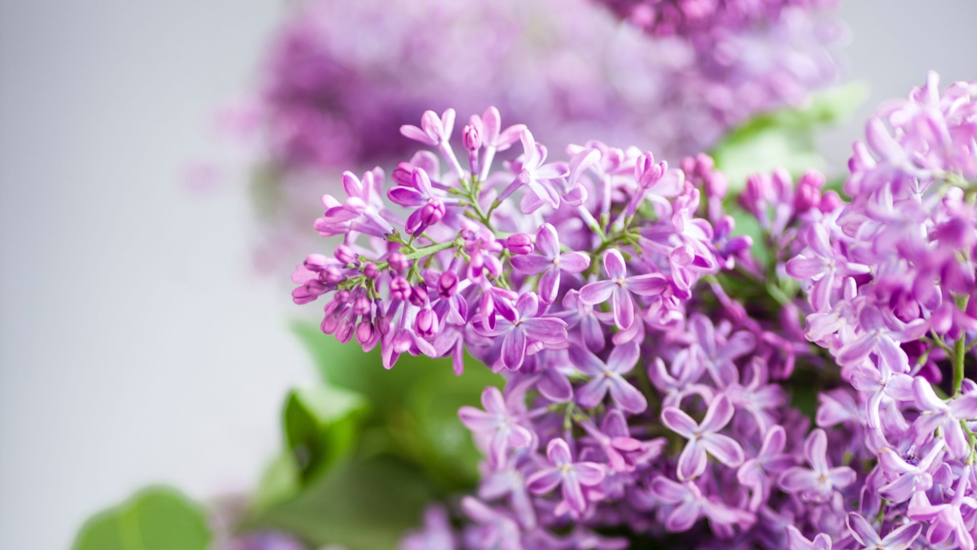 Buying from Holland is changing