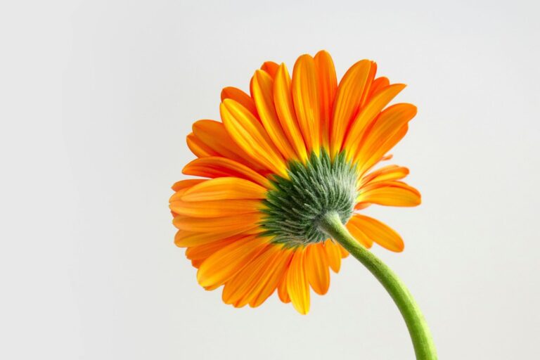 Kings Day important info for UK Florists