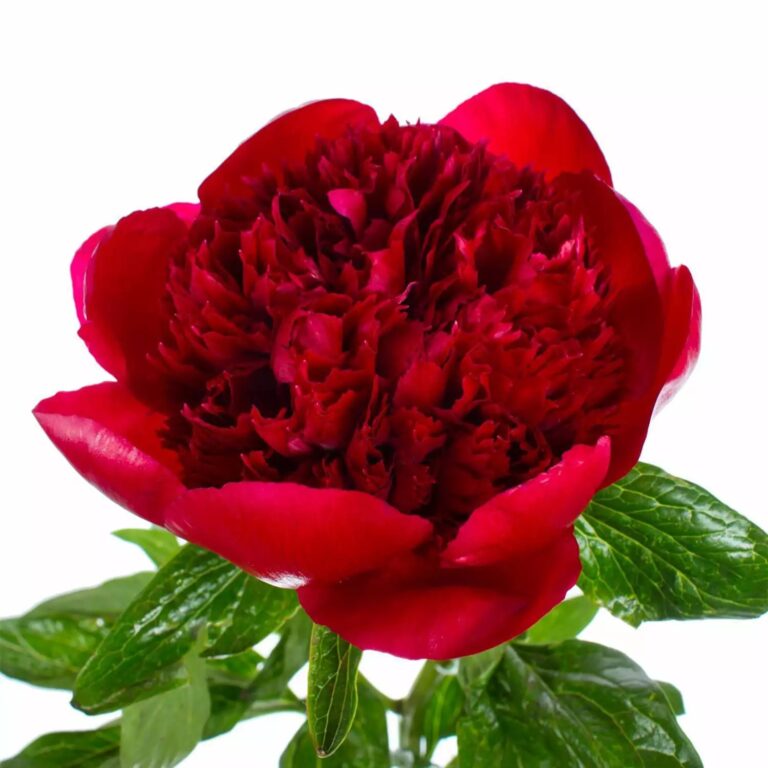 Peony Red Charm