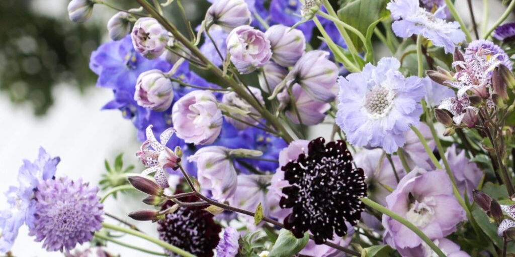 5 Top cut flowers for June 2026 - Westflor