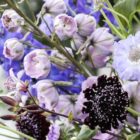 5 Top cut flowers for June 2026 - Westflor