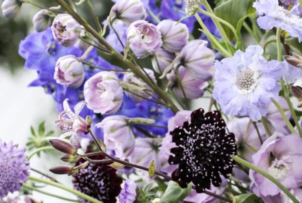 5 Top cut flowers for June 2026 - Westflor