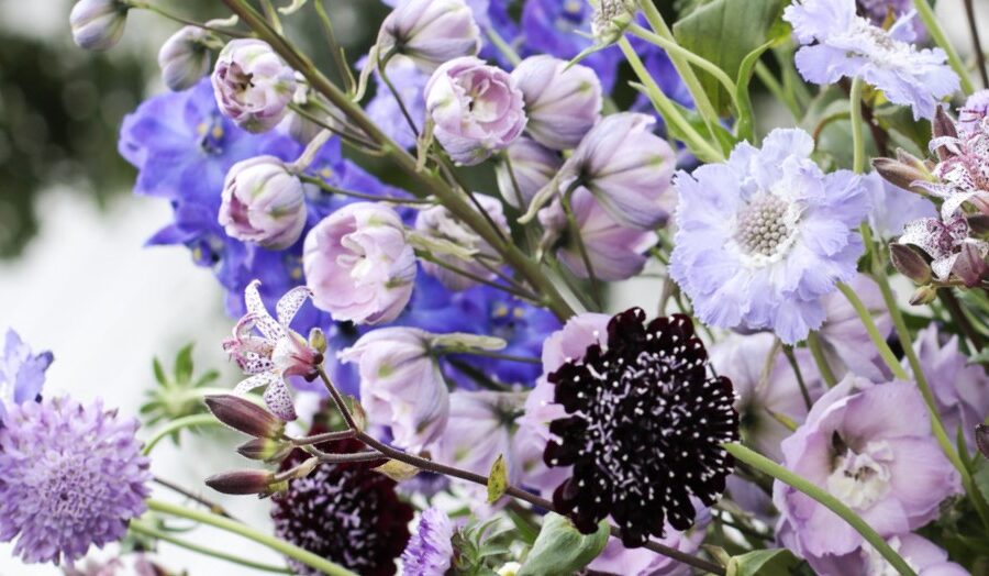 5 Top cut flowers for June 2026 - Westflor
