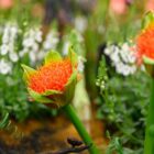 South Africa Awarded Gold & Best Exhibit at Chelsea Flower Show