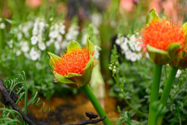 South Africa Awarded Gold & Best Exhibit at Chelsea Flower Show