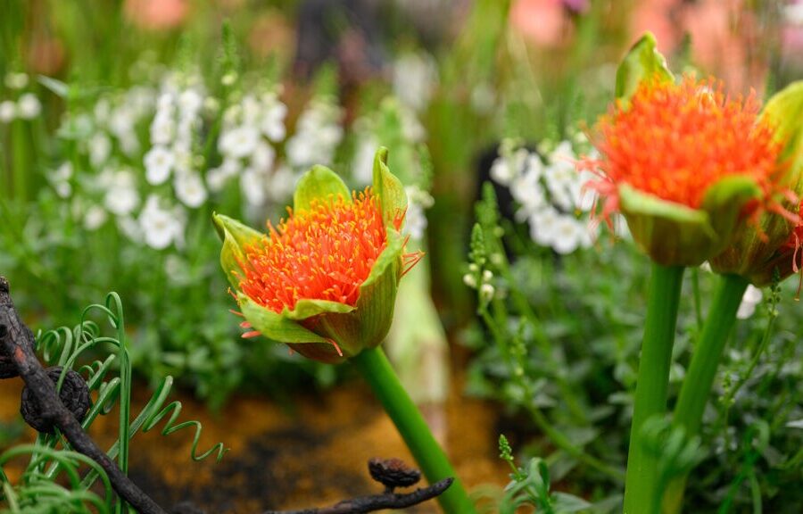 South Africa Awarded Gold & Best Exhibit at Chelsea Flower Show