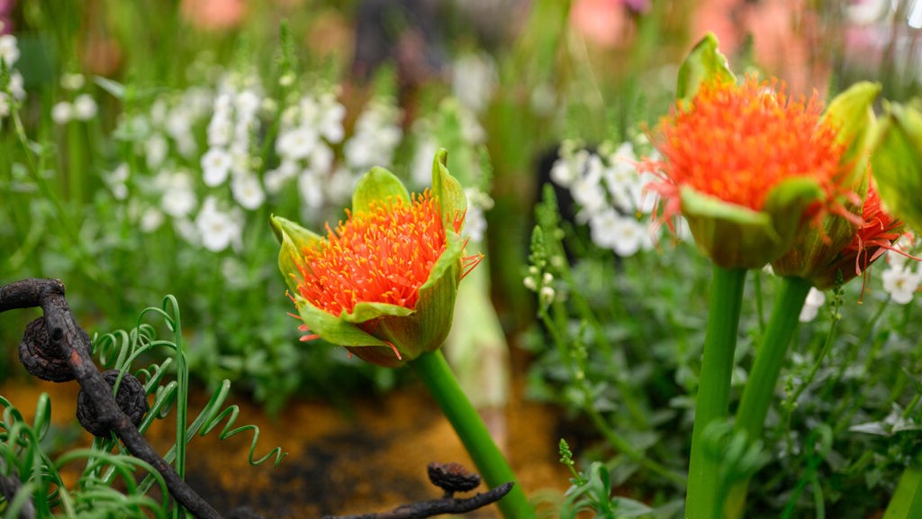 South Africa Awarded Gold & Best Exhibit at Chelsea Flower Show