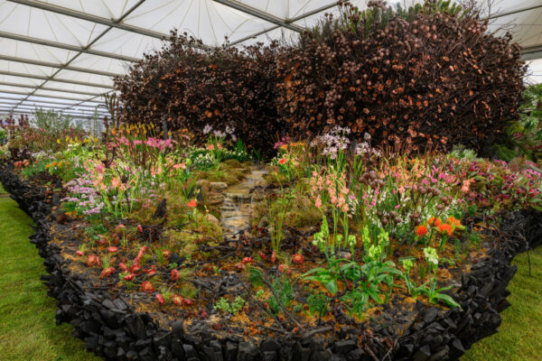 South Africas Gold & Best Exhibit at Chelsea Flower Show 1 South Africas Gold & Best Exhibit at Chelsea Flower Show 1