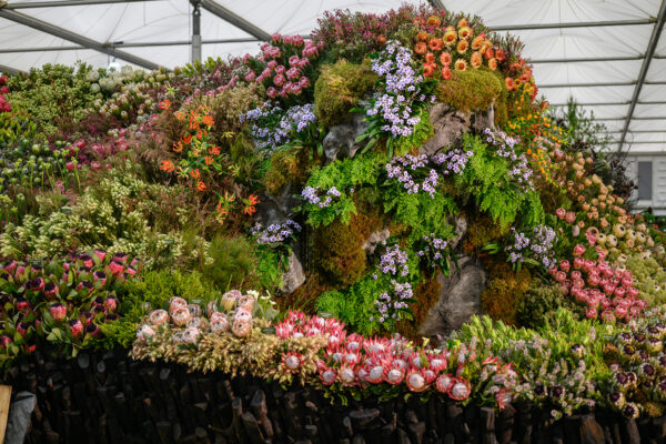 South Africas Gold & Best Exhibit at Chelsea Flower Show 2 South Africas Gold & Best Exhibit at Chelsea Flower Show 2