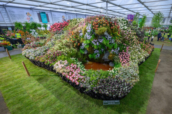South Africas Gold & Best Exhibit at Chelsea Flower Show 3 South Africas Gold & Best Exhibit at Chelsea Flower Show 3