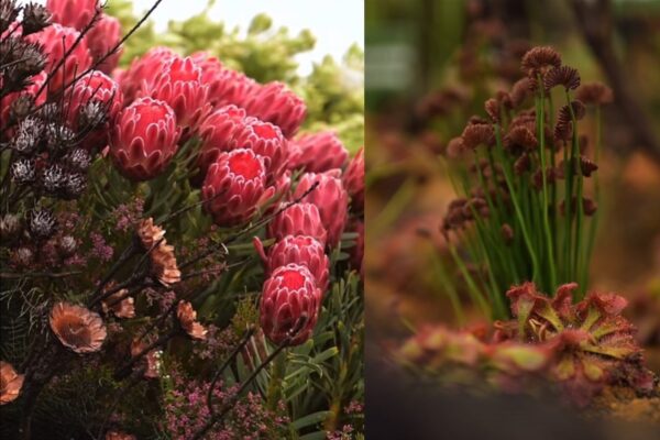South Africas Gold & Best Exhibit at Chelsea Flower Show 4 South Africas Gold & Best Exhibit at Chelsea Flower Show 4