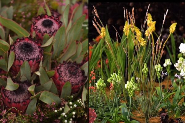 South Africas Gold & Best Exhibit at Chelsea Flower Show 5 South Africas Gold & Best Exhibit at Chelsea Flower Show 5