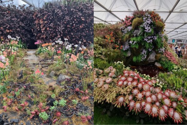 South Africas Gold & Best Exhibit at Chelsea Flower Show 7 South Africas Gold & Best Exhibit at Chelsea Flower Show 7
