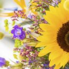 5 Top cut flowers for July 2026 - Westflor florist supplies