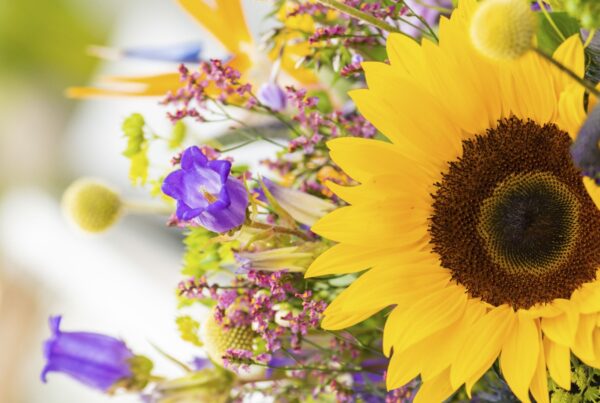 5 Top cut flowers for July 2026 - Westflor florist supplies
