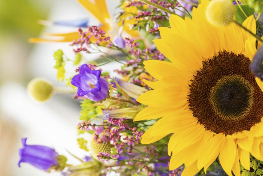 5 Top cut flowers for July 2026 - Westflor florist supplies