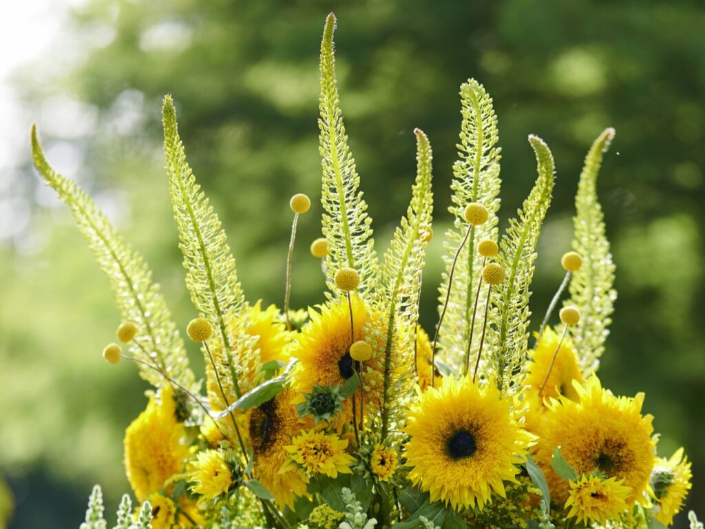 August Summer Bank Holiday Opening Times - Westflor flower wholesale