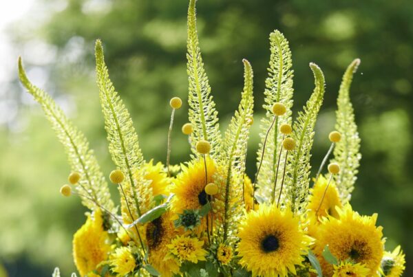 August Summer Bank Holiday Opening Times - Westflor flower wholesale