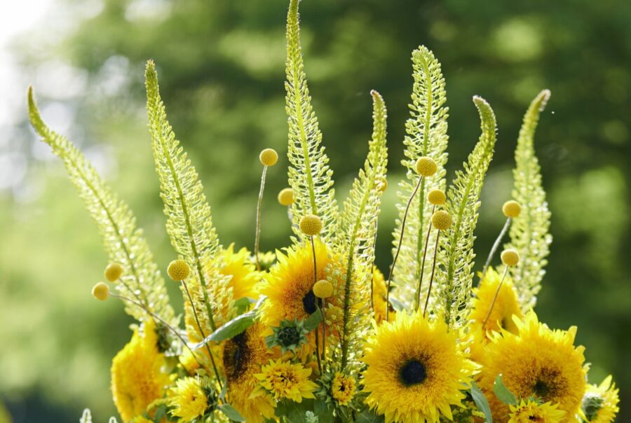 August Summer Bank Holiday Opening Times - Westflor flower wholesale