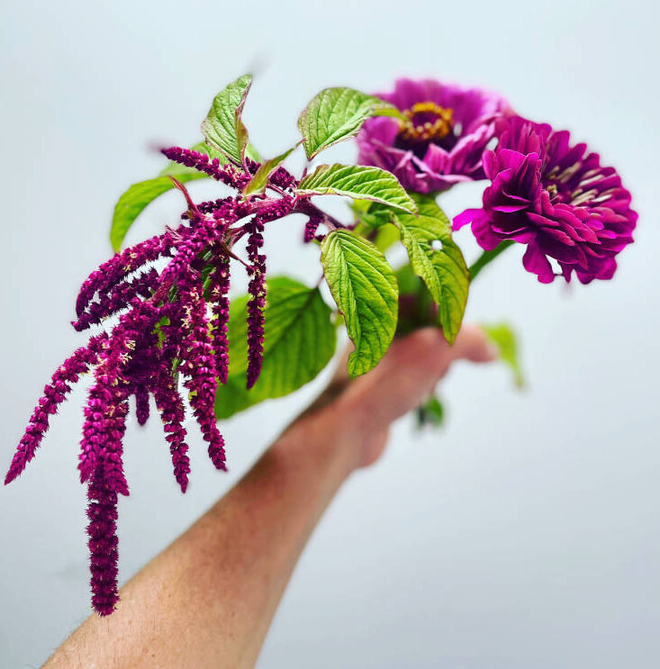 Fabulous Trailing Amaranthus