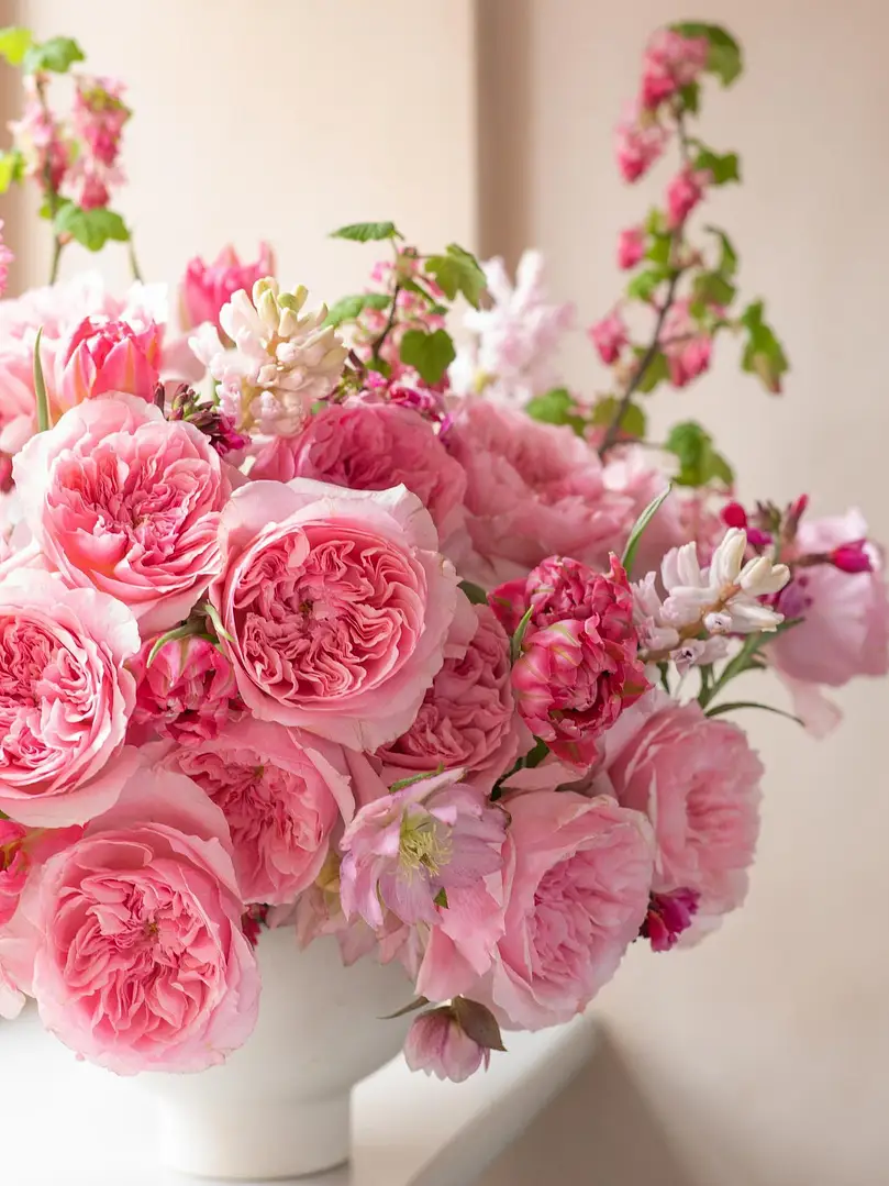 New David Austin Roses 2026