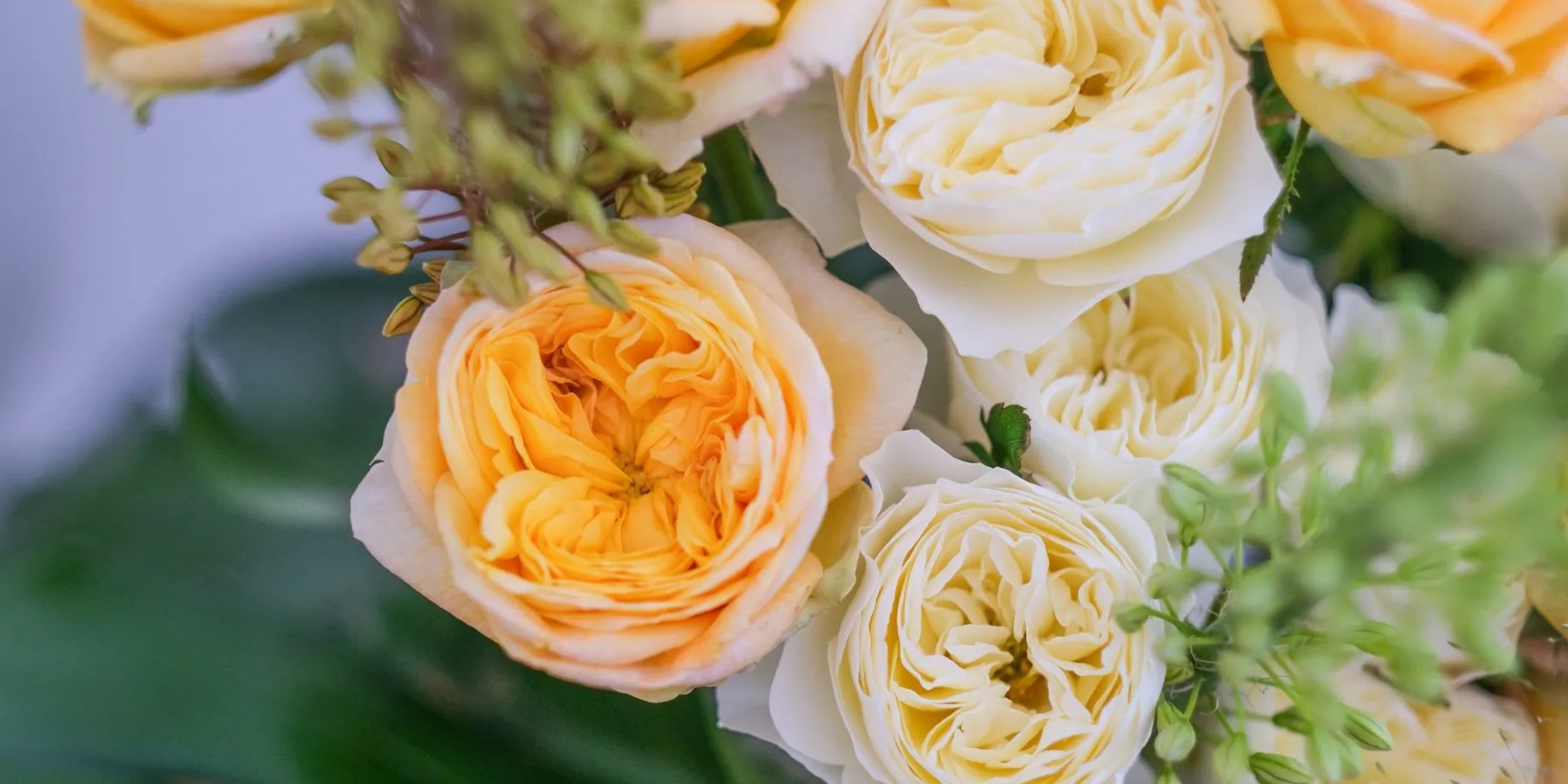 NEW Garden Roses for 2026!