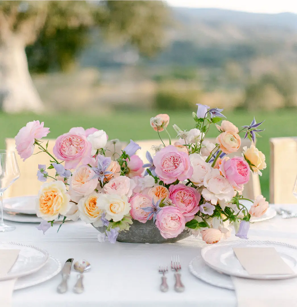 David Austin Roses and new varieties for 2026