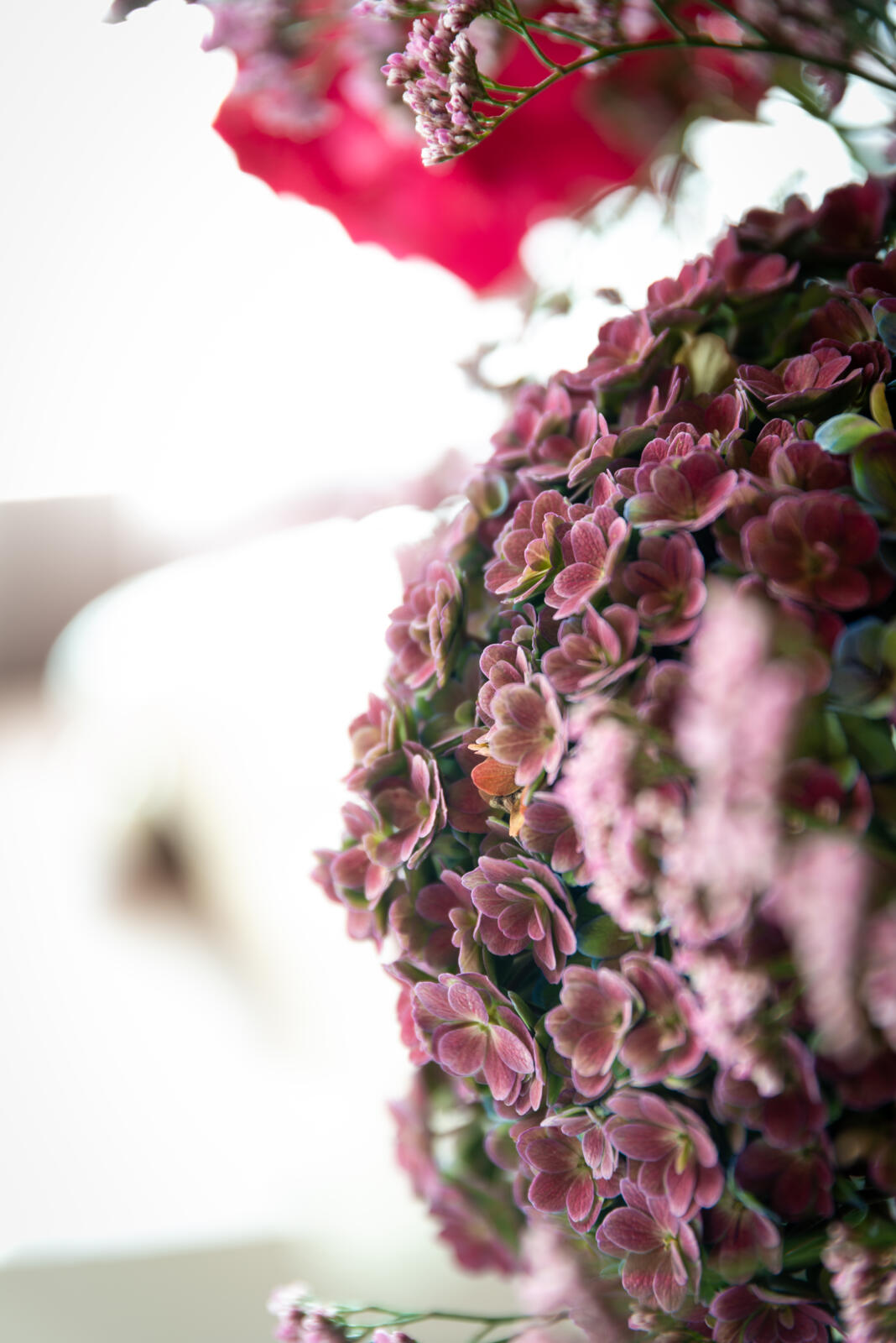 Anasasia Purple Classic hydrangea - Hydrangea World - Westflor Flower Wholesale.