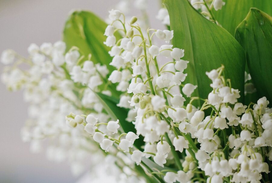 Eggink Convallaria - Meet the Grower