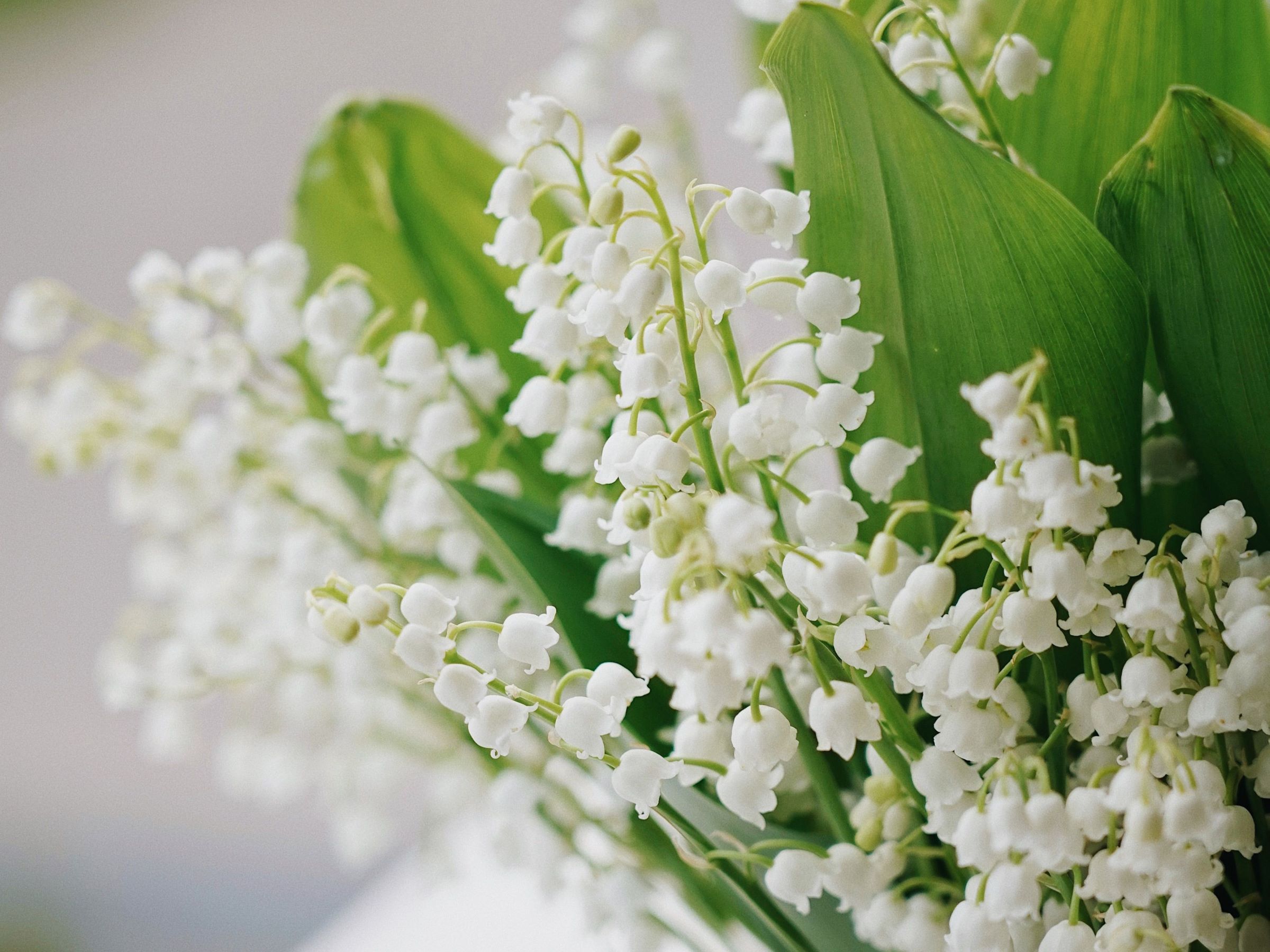 Eggink Convallaria – Meet the Growers