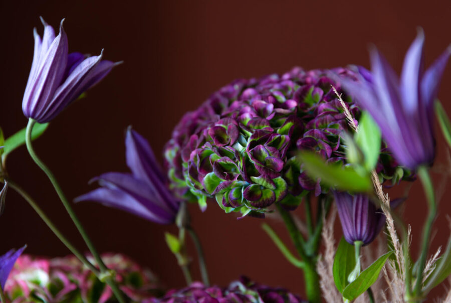 Fresh to classic hydrangea - the transition - Westflor flower wholesale