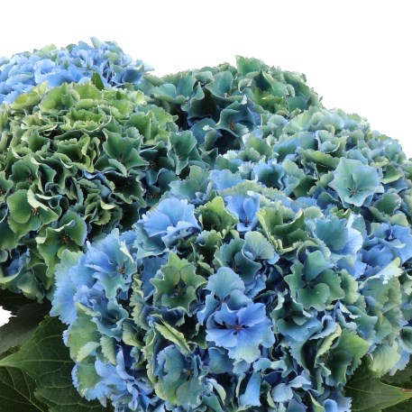 Hydrangea Royal Parade Classic - Westflor Flower Wholesale