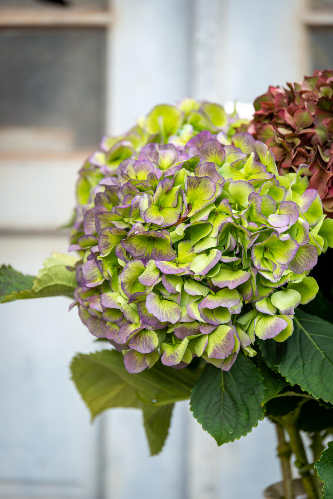 Lilac green Classic hydrangea - Hydrangea World - Westflor Flower Wholesale