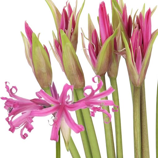 Nerne Belladiva Anastasia - Westflor flower wholesale